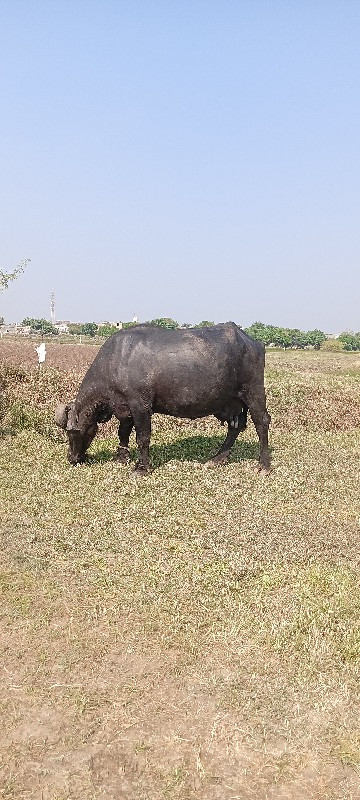 વૈશવાની. છે