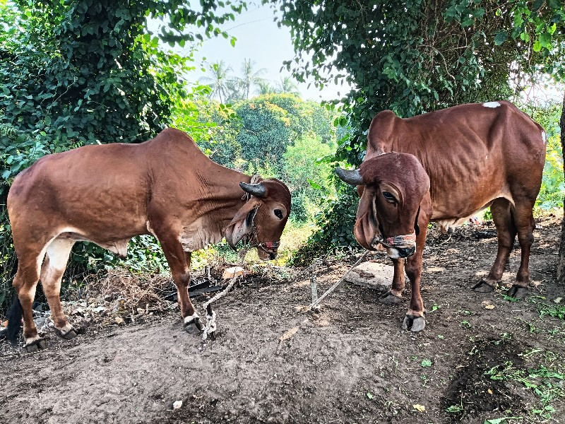 બળદ વેચવાના છે