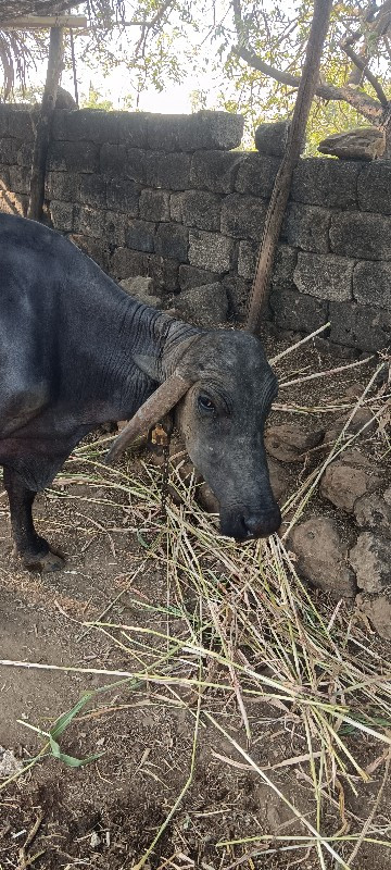 ભેંસ વેચવાની છે