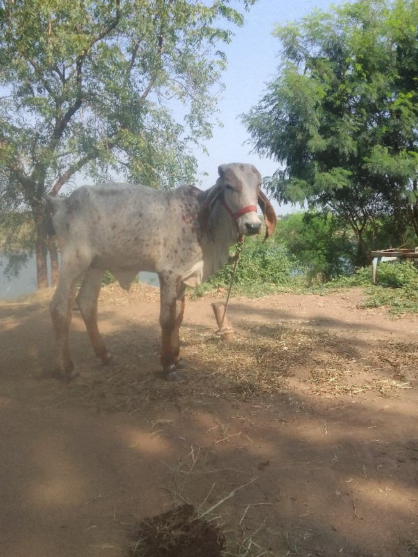 વાછડી વેચવાની છ...