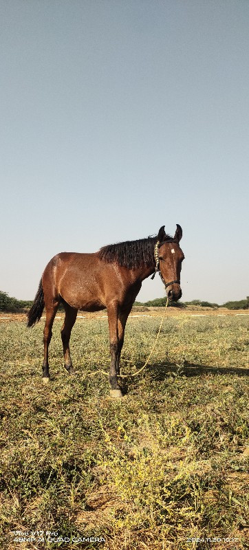 વછેરો ઘોડો