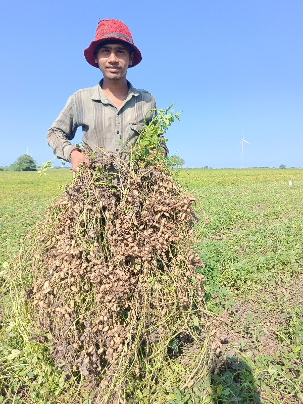 પાલો વેચવાનો  ૨...