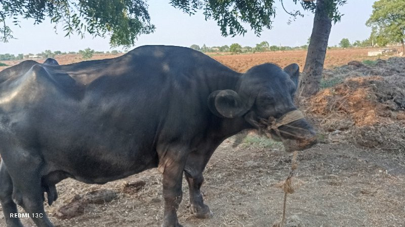 ભેંસ વેચવાની છે