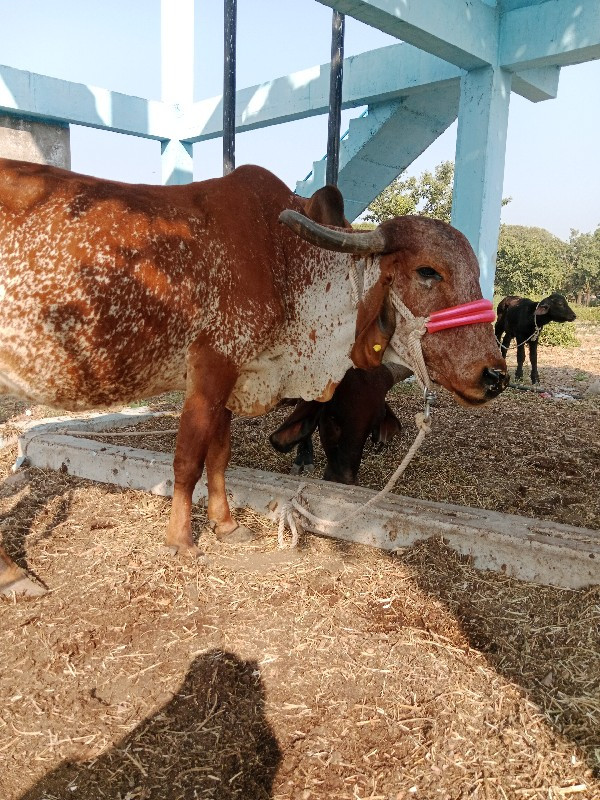 ત્રીજા વેતર ની...