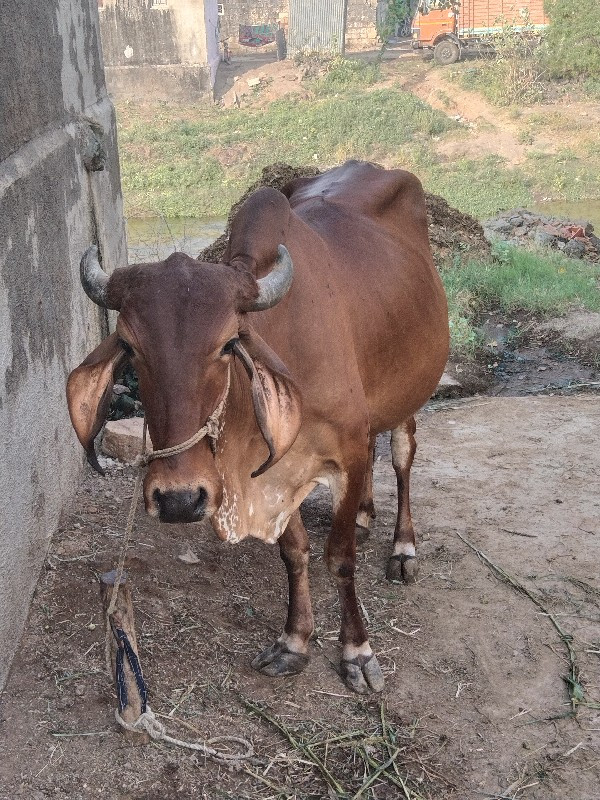 ગીર ગાય