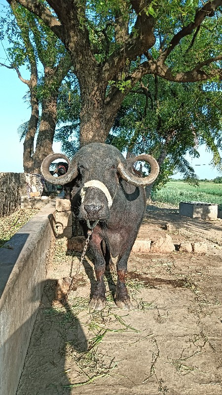 વેચવાની છે