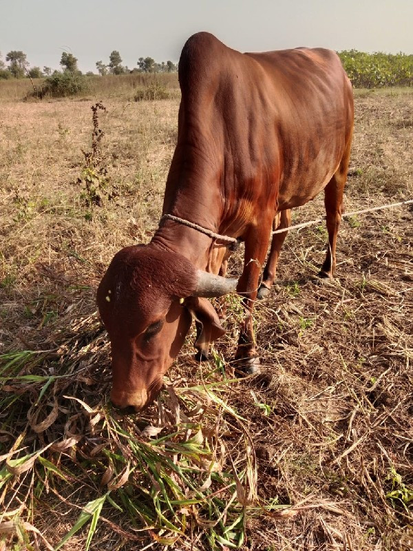 ગીર ગાય વેચવાની...