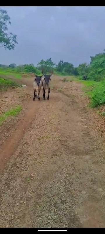 ગોધલા વેચવાના છ...