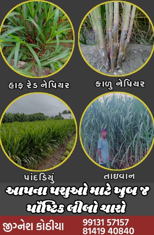 આખા ગુજરાત માં...