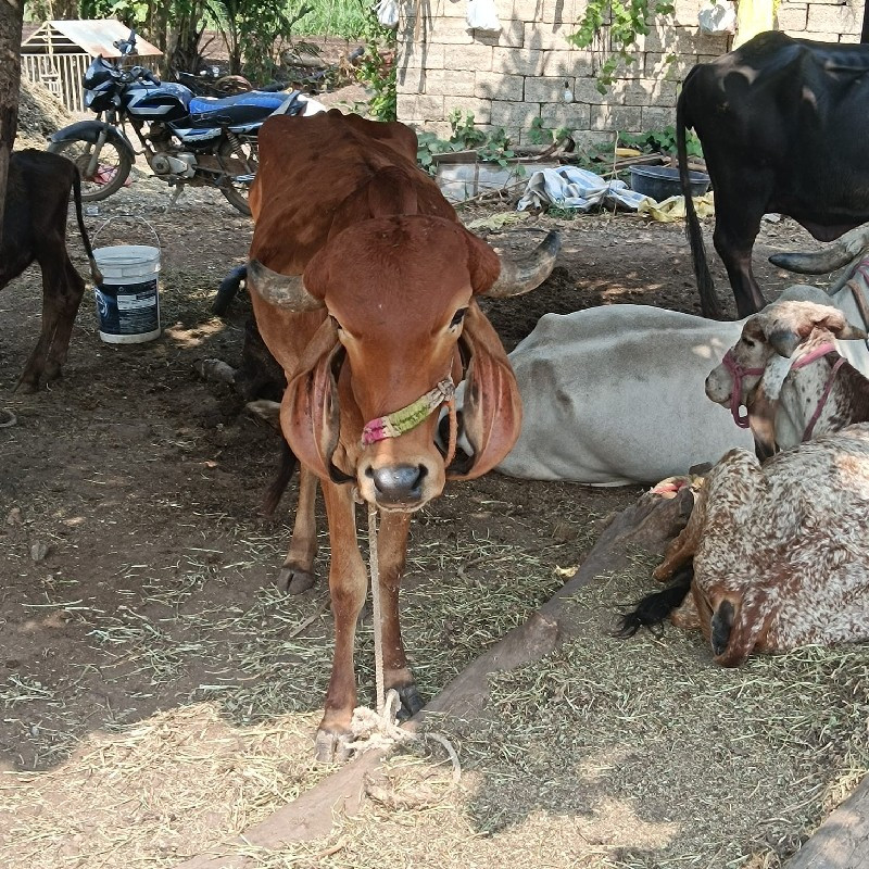 વેચવાની છે