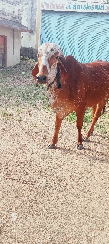 ગીર ઓડકી વેચવાન...