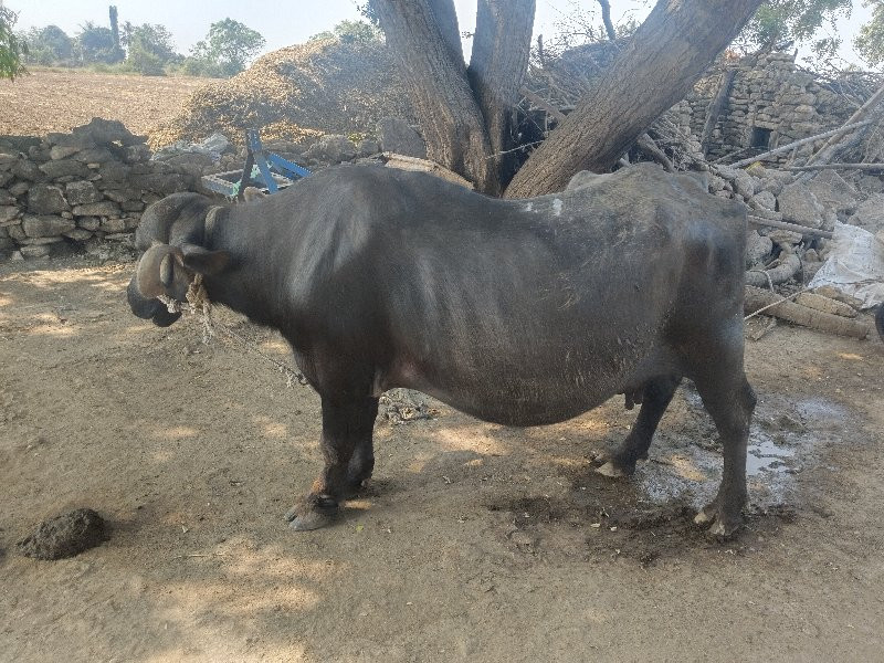 ભેંસ વેચવાની છે