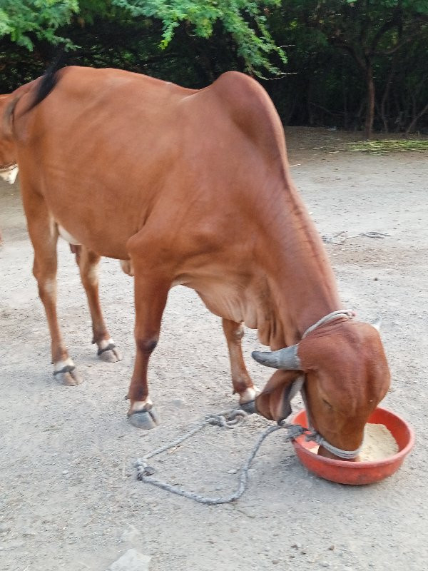 ગીર હોડકી વેચવા...