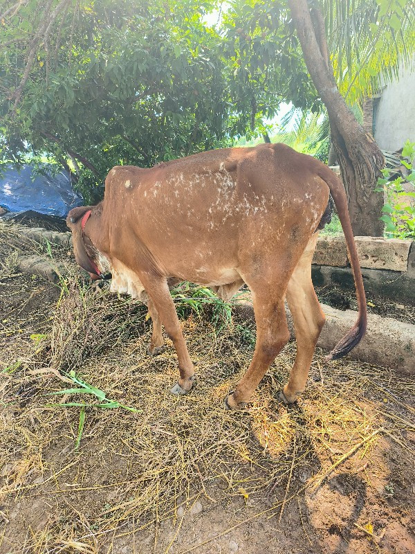 વાછડી વેચવાની છ...