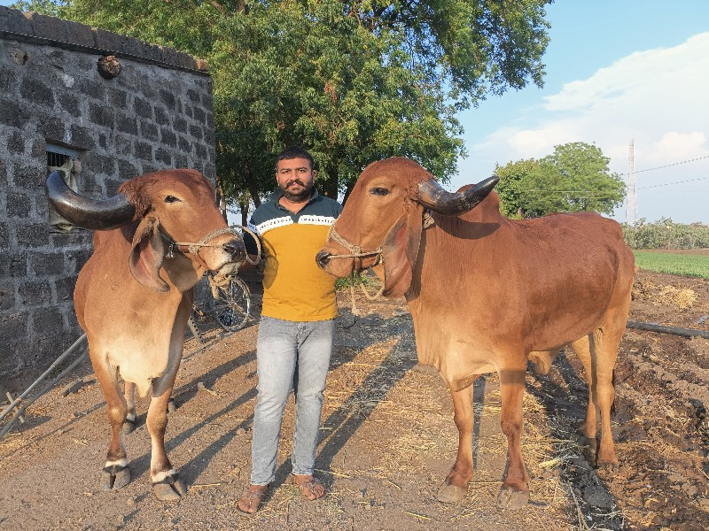 દેસી બળદ ૩ વાવન...