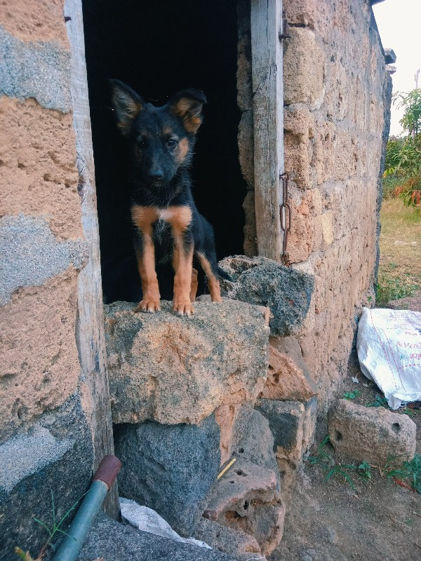 જર્મન શેફર્ડ