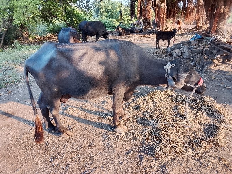 ભેંસ વેચવાની છે