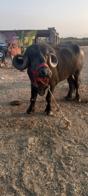 ખડેલી વેચવાની છ...