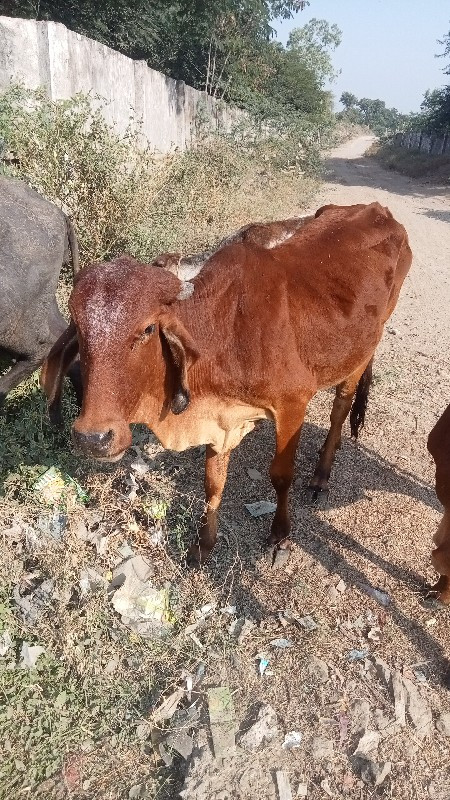 બે વર્ષની વાંસળ...