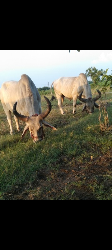 ગોઢલા વેચવાના છ...