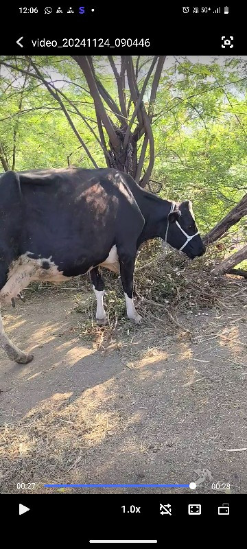 ગાય વેંચવા ની છ...