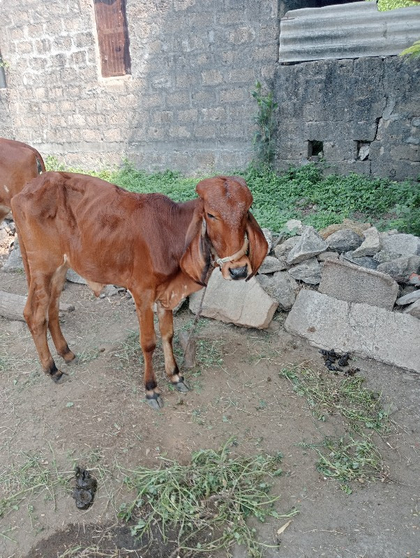 વાછરડી