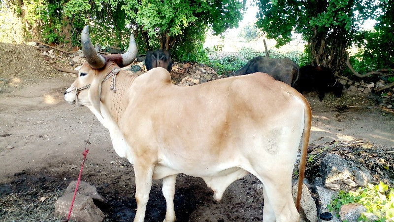 ગોઠલો વેચવા નોછ...