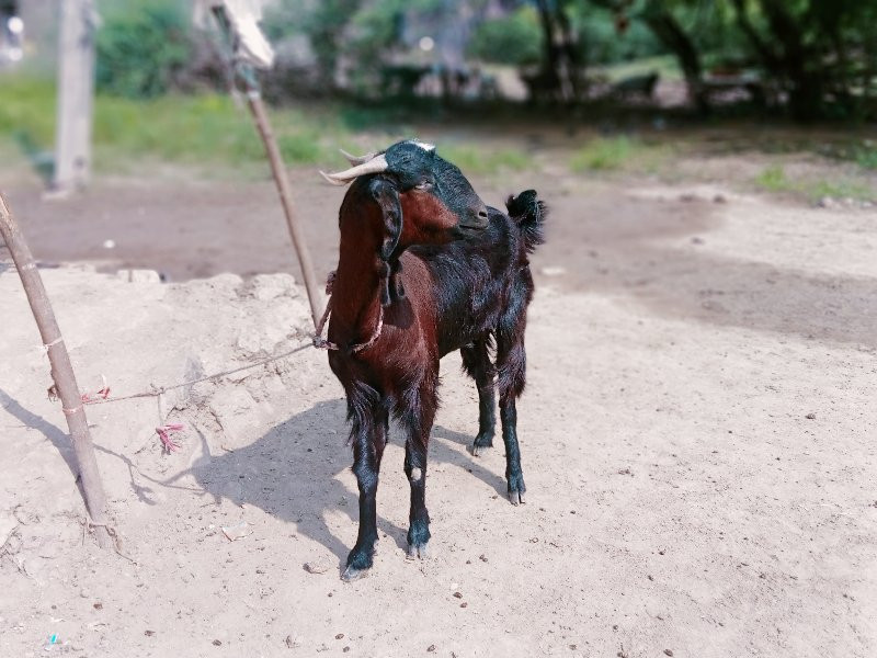 જુનાગઢ જીલ્લો ત...