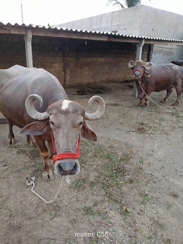 2  ભેંસ વેચવાની...