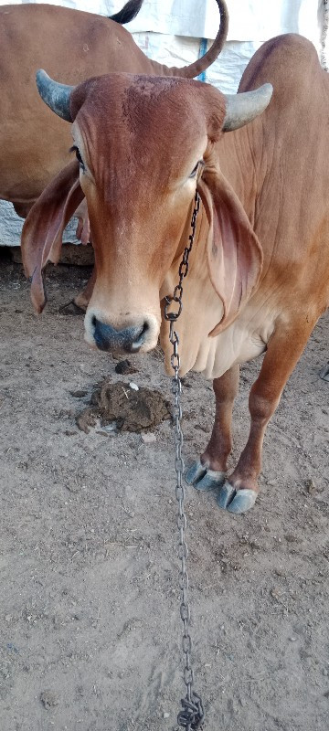 હોદકી વેચવાની છ...