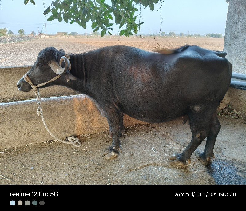 ભેંસ વેચવાની છે...