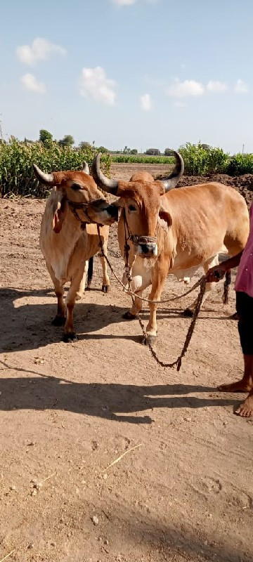 ગોઢલા વેચવાના છ...