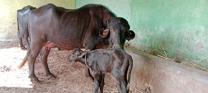 ત્રણ ભેંસ વેચવા...