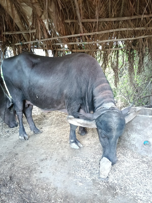 આ ભેંસ વેસવાની...