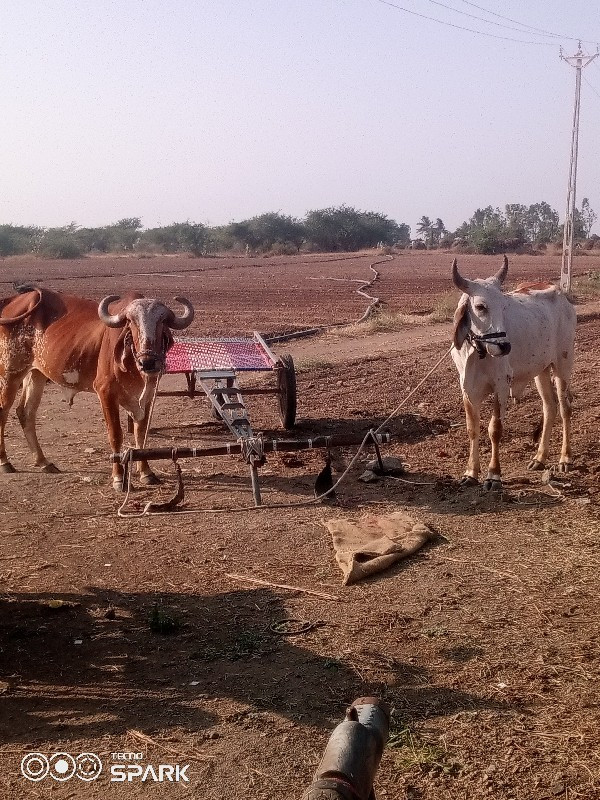 બળદ વેચવાના છે