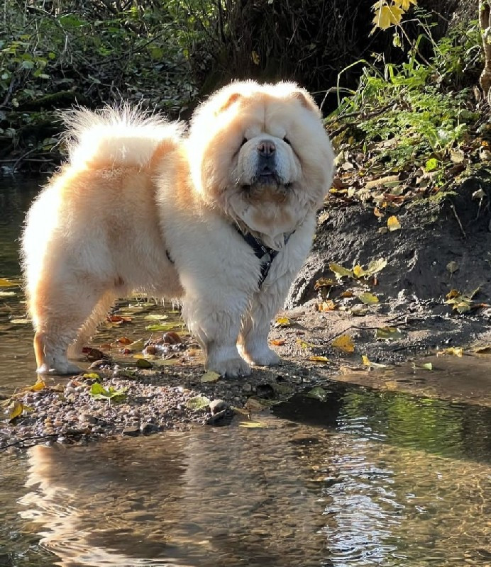 Chow Chow breed