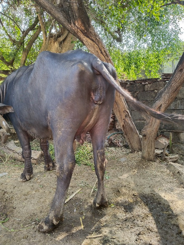 ભેંસ વેચવાની છે