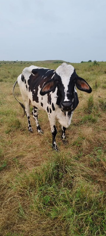 ગાય વેચવાની છે