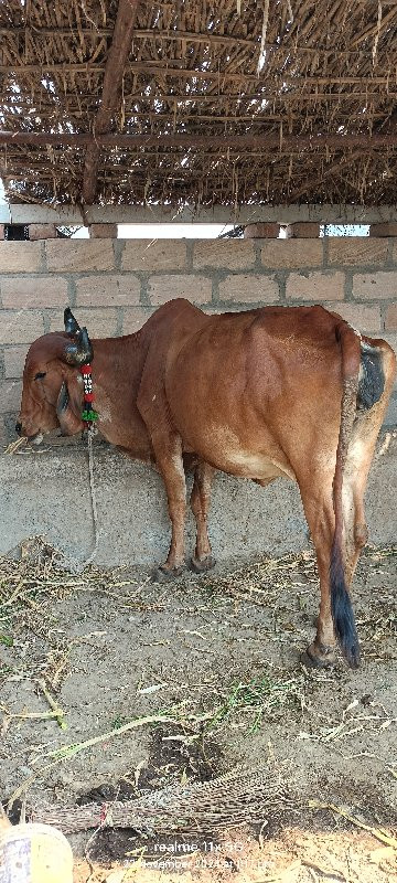 દેશી ગાય વેચવની...