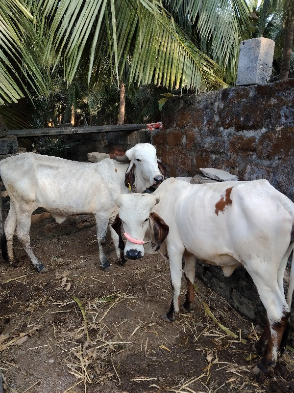 લિલડી ગાય