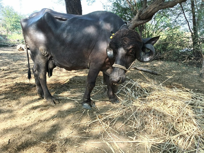 વીયાય ગય