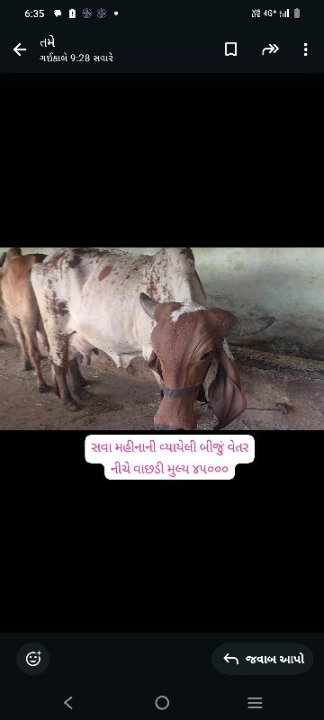 ગાય અને વાછડીઓ