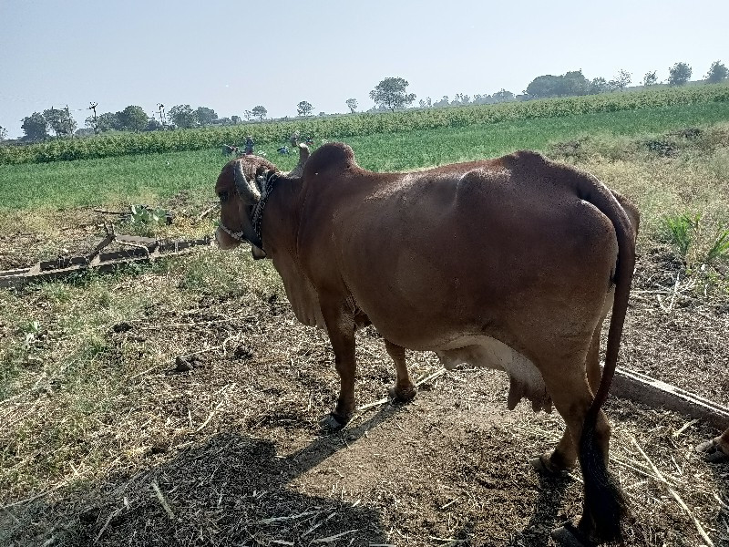 ગીર ગાય વેચવાની...