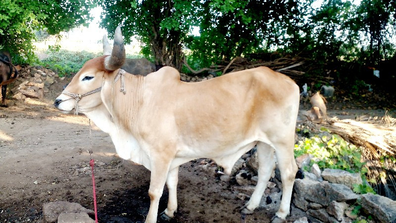 ગોઠલો વેચવા નોછ...