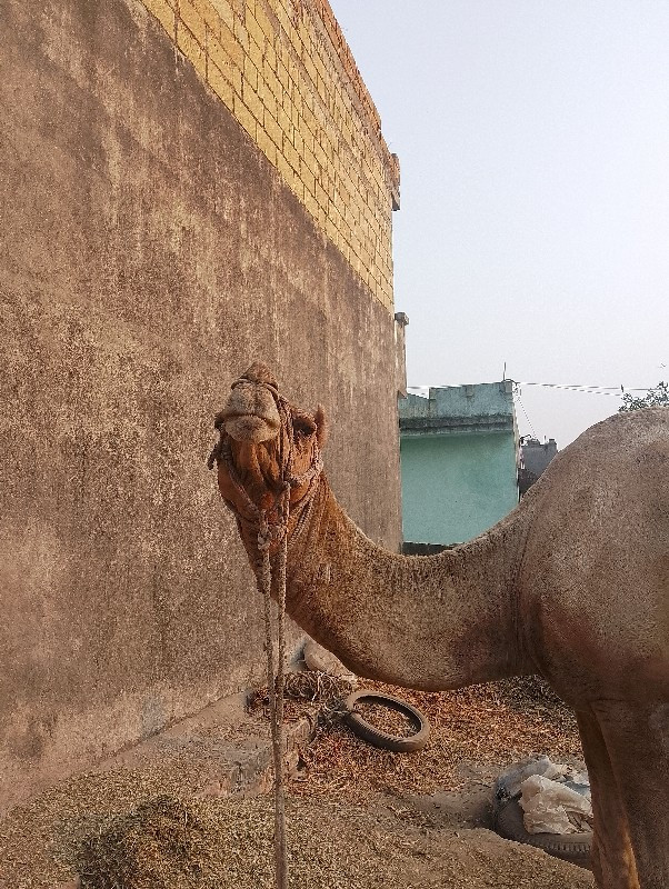 આપેલ કીમતે વેચવ...