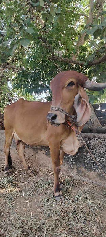 ગાય વેચવાની છે