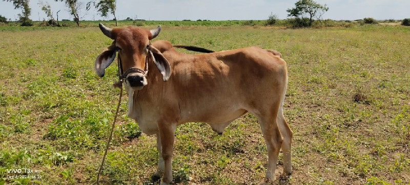 ગોઢલો વેસવાનો છ...