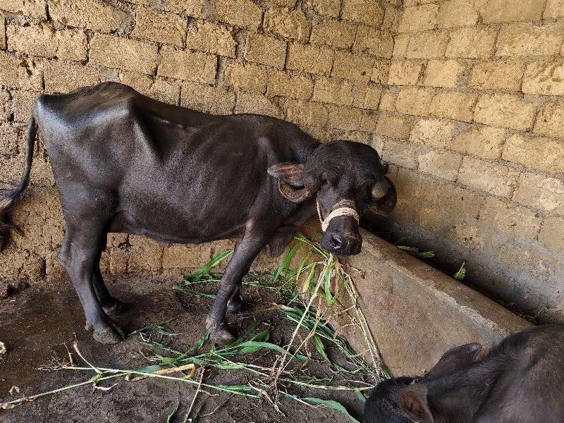 મસાજ લેટર દૂધ ર...