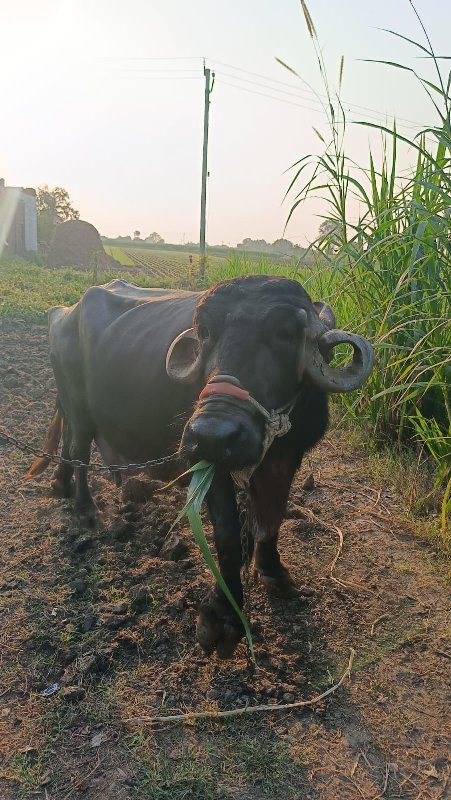 ભેંસ વેચવાની છે...