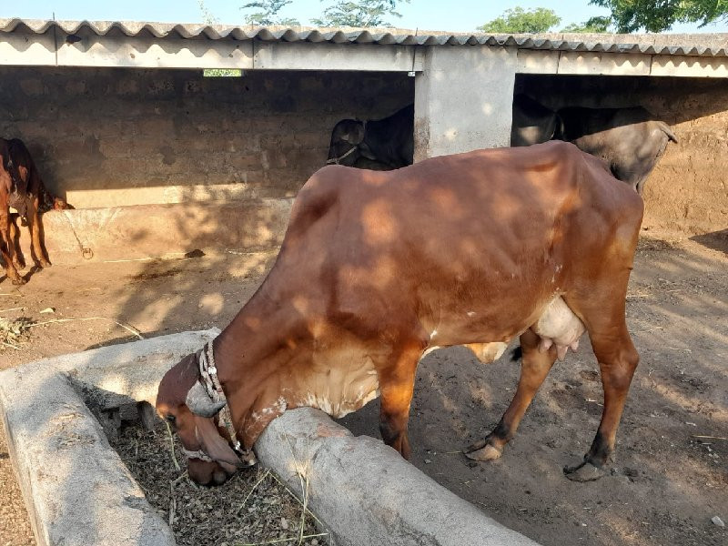 ગાય વેચવાની છે